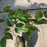 オタフクナンテンの画像