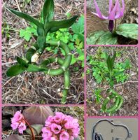 カタクリ,クリスマスローズ,サクラ,パンジー・ビオラ,ヒマラヤユキノシタの画像