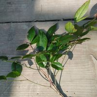 オタフクナンテンの画像