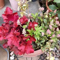 ヒューケラ,鉢植え,花のある暮らし,出た！新芽♡,季節のお花の画像