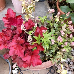 ヒューケラ,鉢植え,花のある暮らし,出た！新芽♡,季節のお花の画像