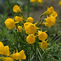 ハナニラ,アネモネ,ペチコートスイセン,ヒメツバキ,ムスカリ２種類の画像