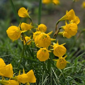 ハナニラ,アネモネ,ペチコートスイセン,ヒメツバキ,ムスカリ２種類の画像