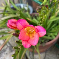 オキナグサ,フリージア,フリージア,ラナンキュラス,ラナンキュラスの画像