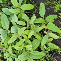 ヒマワリの画像