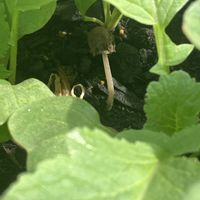 イチゴ,キノコ,ラディッシュ,屋上,初心者の画像