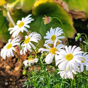 地植え,かわいいな♡,成長が楽しみ,お花好き,すてき…♡の画像