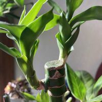 ミリオンバンブー,観葉植物,鉢植え,今日のお花,観葉植物のある暮らしの画像