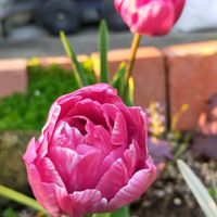 ガザニア,チューリップ,白木蓮（はくもくれん）,満開,植中毒の画像