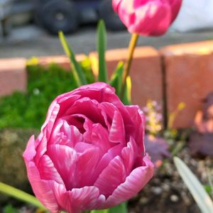 ガザニア,チューリップ,白木蓮（はくもくれん）,満開,植中毒の画像