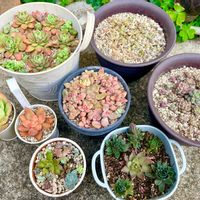 多肉,黄麗,プロリフェラ,プロリフィカ,月の王子の画像