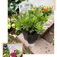 カリブラコア,ミリオンベル,ミリオンベル チェリーピンク,サントリー フラワーズ,花と生きるサントリーの画像