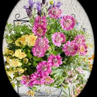 シュンラン,ネメシア,ワイヤープランツ,ビオラ,花かんざしの画像