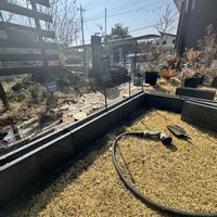 ユッカ,アガベ,ユーフォルビアブラックバード,ユッカ カルネロサーナ,リューカデンドロン デュリフの画像