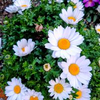 ノースポール,ノースポール,パンジー・ビオラ,クリサンセマム,プランターの画像