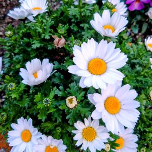 ノースポール,ノースポール,パンジー・ビオラ,クリサンセマム,プランターの画像