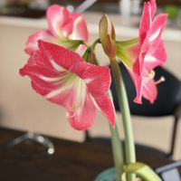 アマリリス,鉢植え,キッチンの画像