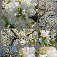 ハナニラ,サクラ,スモモ,ツルニチニチソウ,関山（かんざん）の画像