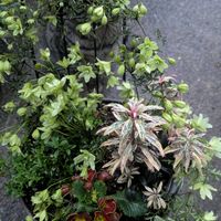 クレマチス,プリムラ,クレマチス ペトリエイ,クレマチス ペトリエイ,寄せ植えの画像