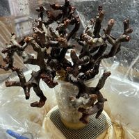 ペラルゴニウム,ペラルゴニウム・ミラビレ,芽が‥,芽が〜,コーデックスの画像