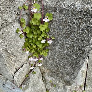 ツタバウンラン,大阪,雑草,植物大好き,お花大好きの画像