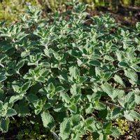 キャットミント,三尺 バーベナ,花壇,マクロ撮影,シソ科の画像