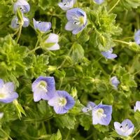 オオイヌノフグリ,公園,山野草,あぜ道の画像