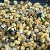 アガベ ジェスブレイティ,実生,戦争反対の画像