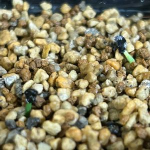 アガベ ジェスブレイティ,実生,戦争反対の画像