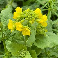 ツツジ,モミジ,菜の花,ご近所,iPhone撮影の画像