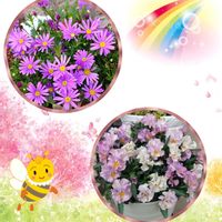 エリシマム,エリシマム,チューリップ,チューリップ,ブラキカムの画像