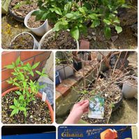 レモン,ヒメウツギ,バニラビーンズ,ベニバナバイカウツギ　マギシェン,花のある暮らしの画像