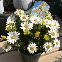 キララ,ガーデニング,花のある暮らし,花が好き,ガーデニング大好きの画像