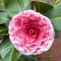 椿・一休,椿 つばき,鉢植え,ヒライHirai (椿)の画像