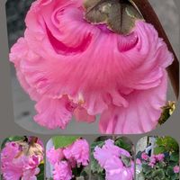 シクラメン,チューリップ,ツバキ,ナデシコ,オステオスペルマムの画像