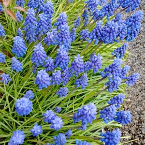 ムスカリ,球根,ガーデニング,プランター,花のある生活の画像