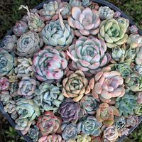 寄せ植え,寄せ植えsakoの画像