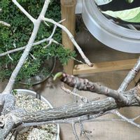 バオバブ,バオバブ斑入りの画像