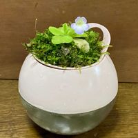ムシトリスミレ,食虫植物,アクアコロンの画像