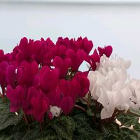 シクラメン,ガーデンシクラメン,大好き,ベランダガーデニング,生花の画像