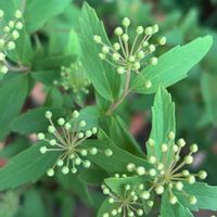 コデマリ,コデマリ ピンクアイス,コデマリ ゴールドファウンテンの画像