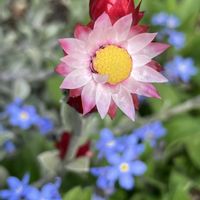 イチゴ,シバザクラ,シバザクラ,ワスレナグサ,赤花ヒョウタンボクの画像