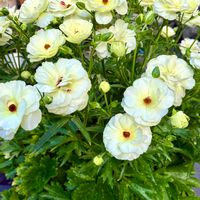 ラナンキュラス　ラックス,鉢植え,花のある暮らし,GSのみなさんに感謝♡,花が好きの画像