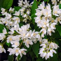 ヒメウツギの画像