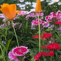 ハナビシソウ,庭の画像