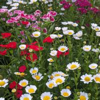 ナデシコ,ノースポール,種まきっ子,庭の画像