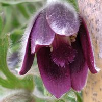 オキナグサ,GSに感謝。,植物観察,植物散策,木曜モフモフの画像