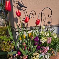 ストック,チューリップ,ヒヤシンス,ビオラ,寄せ植えの画像