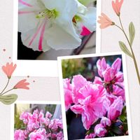 アザレア,花のある暮らし,植中毒,花自慢,春だ〜〜〜の画像