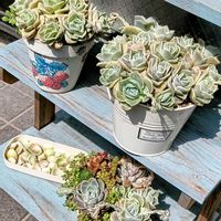 ラブリーローズ,ラブリーローズ葉っぱ,多肉植物,普及種,多肉寄せ植えの画像